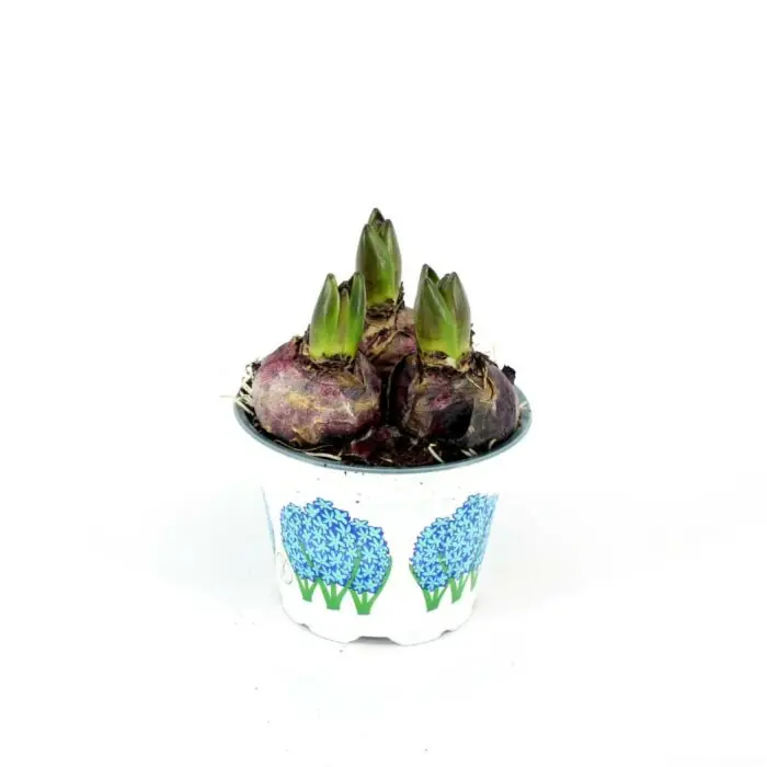 Hyacinthus orie. Blauw Beliebt
