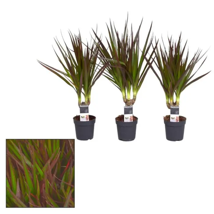 Dracaena Magenta Abverkauf