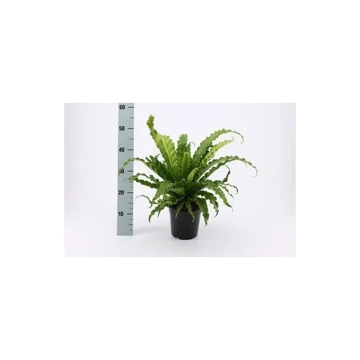 Asplenium Osaka P17 ASP Rabatt