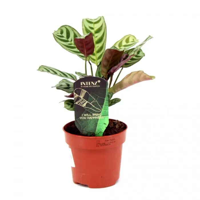 Ctenanthe Burle-Marxii Schnäppchen