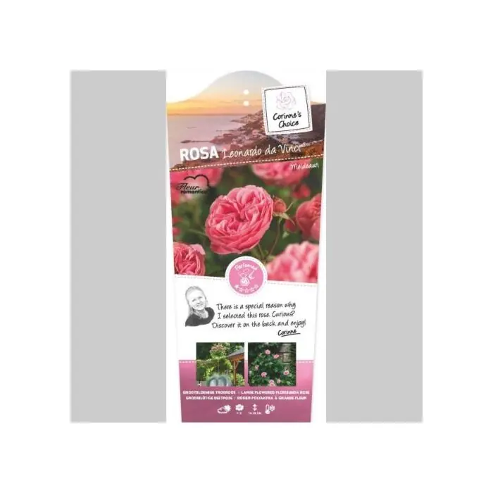 Rosa ‘Leonardo da Vinci‘® Kostenloser Versand