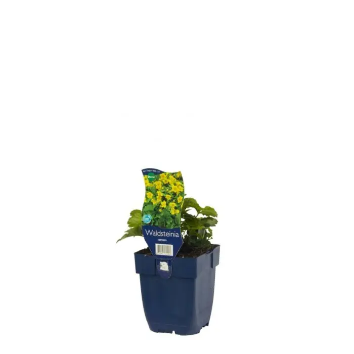 Waldsteinia ternata Markenprodukt