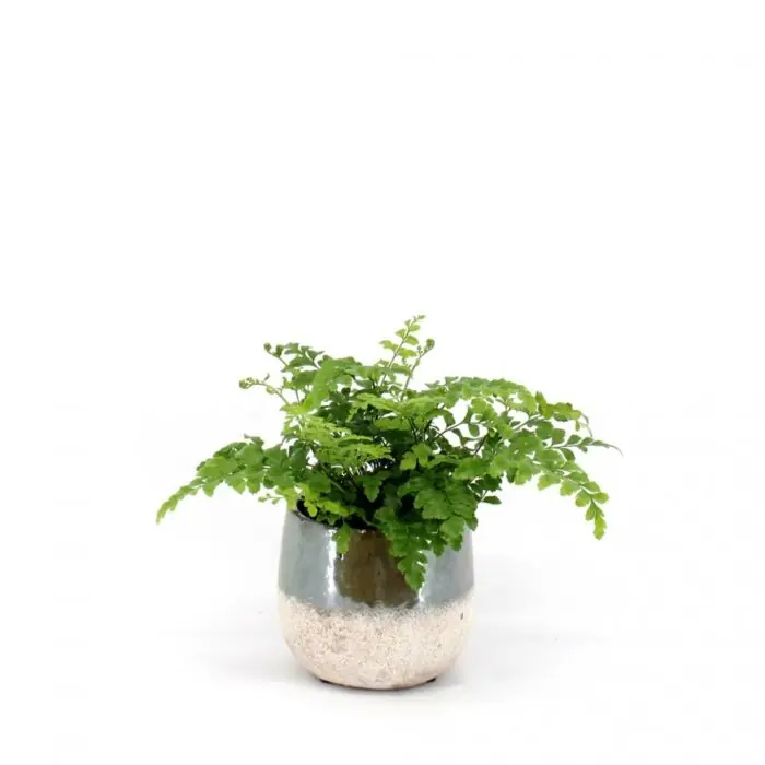 Garantierte Lieferung Asplenium Parvati