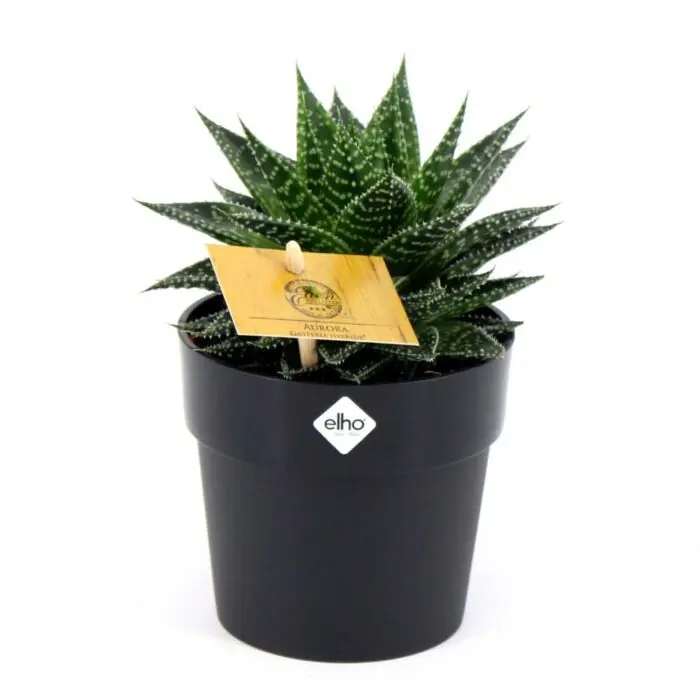 Top-Angebot Gasteria hybride aurora