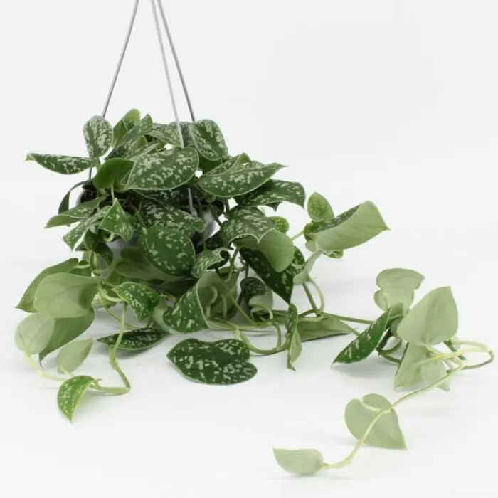 Begrenztes Angebot Scindapsus pictus