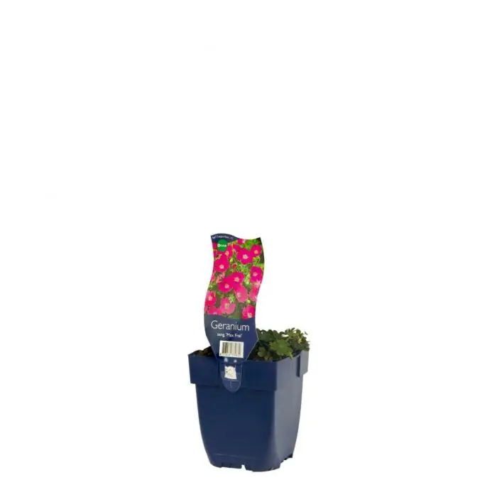 Wochenendangebot Storchschnabel - Geranium sang. ‘Max Frei‘