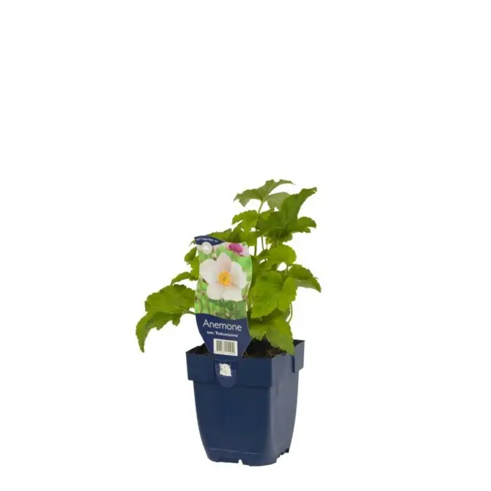 Günstig Herbstanemone - Anemone tom. ‘Robustissima‘
