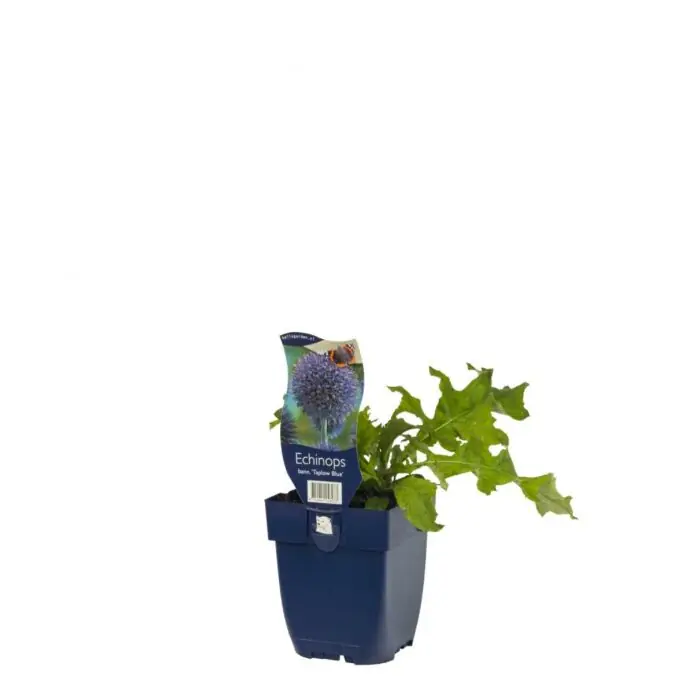 Kugeldistel - Echinops bann. ‘Taplow Blue‘ Expressversand