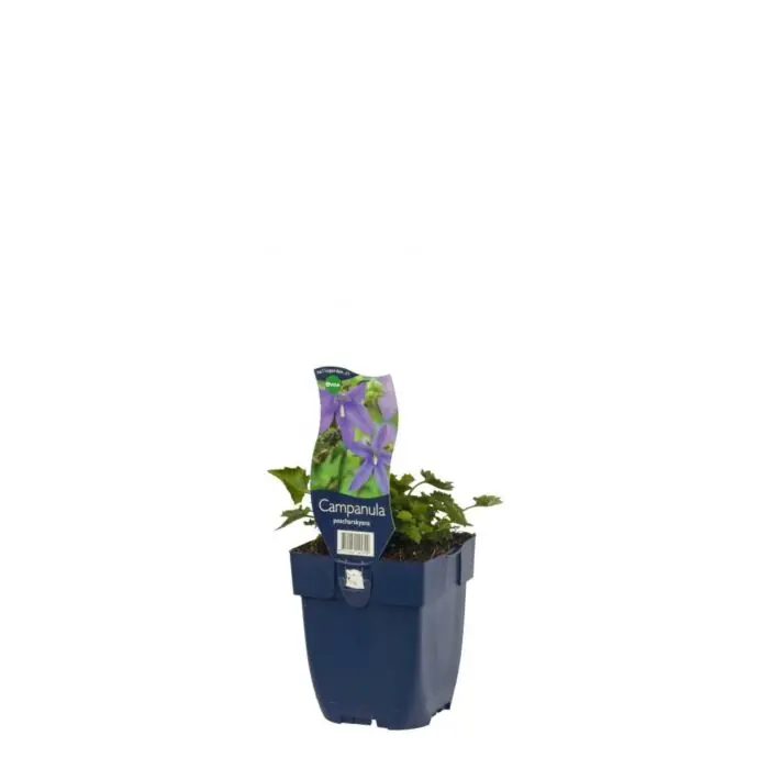 Direktkauf Glockenblume - Campanula poscharskyana