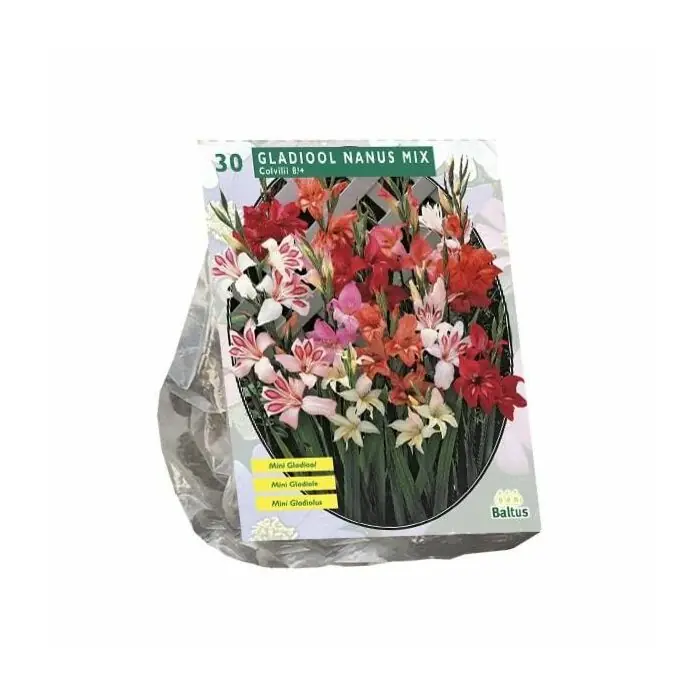 Gladiolus Nanus per 30 Preiswert