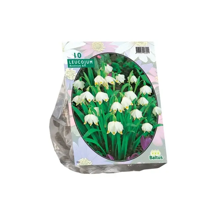 Begrenztes Angebot Leucojum pro 10