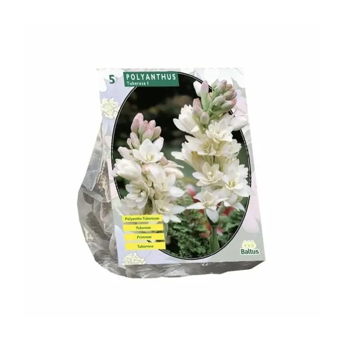 Polyanthus Tuberosa, 5 Stück Sofort Bestellen