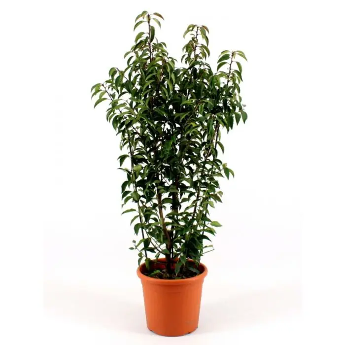 Prunus l. ‘Angustifolia‘ Zertifiziert