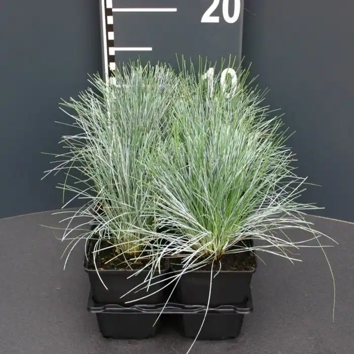 Top-Preis Blauschwingel - Festuca Glauca ‘Elijah Blue‘
