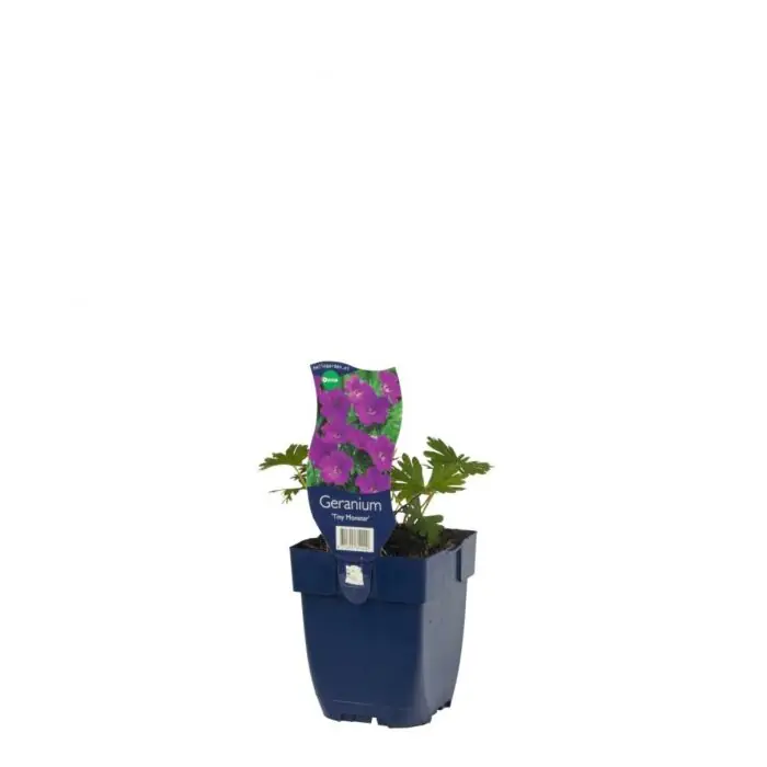 Storchschnabel - Geranium sang. ‘Tiny Monster‘ Preiswert