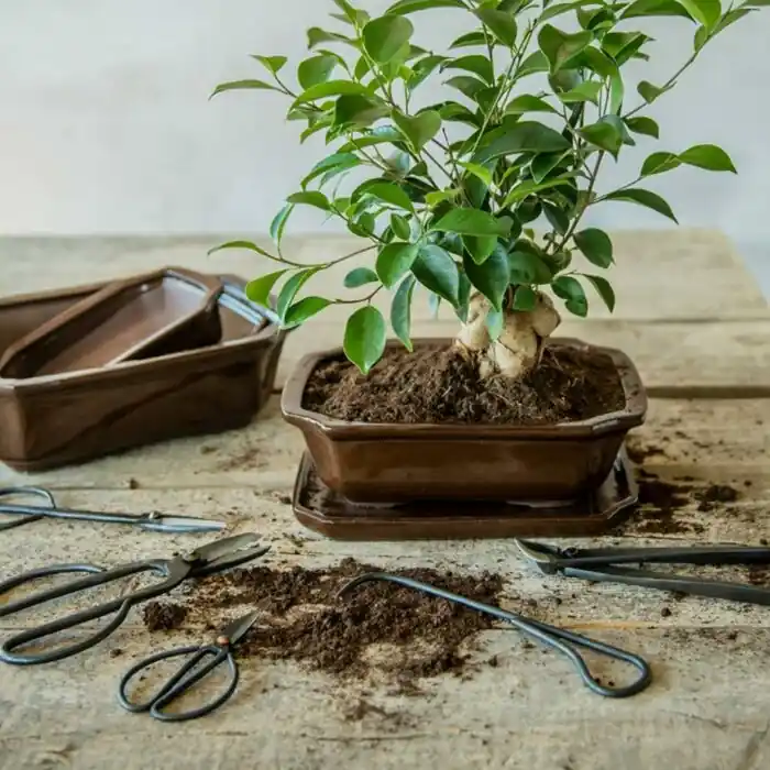 Must-Have Gartenschere S Bonsai