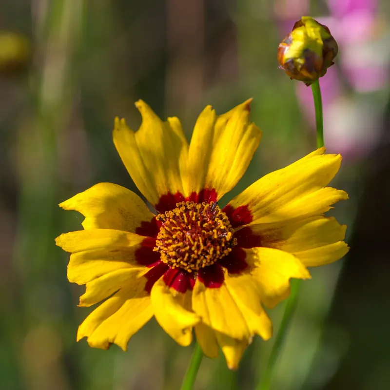 Mädchenauge Coreopsis lanceolata Sterntaler Kracherpreis