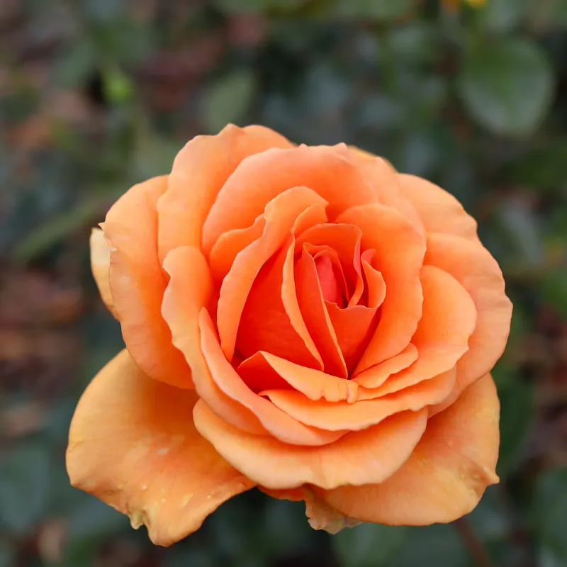 Kostenloser Versand Buschrose Whisky Rosa whisky
