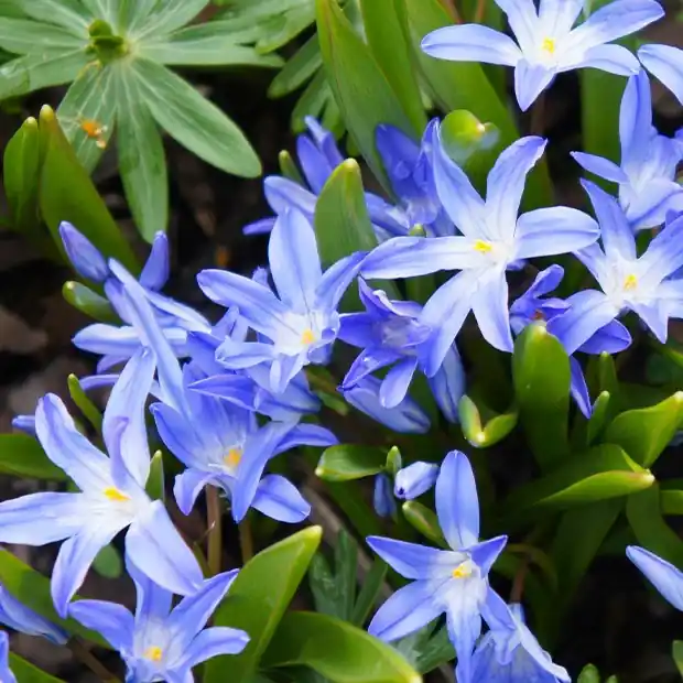 Kostenloser Versand Blaue Schneeglöckchen (x10) Chionodoxa forbesii blue giant
