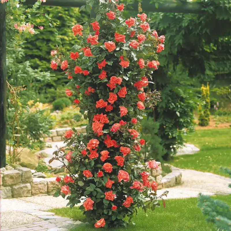 Neu Kletterrose Metanoia Rosa metanoia