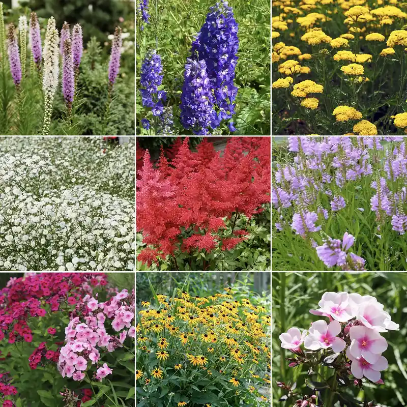 Staudenbeet Mischung (x50) ca. 6 m² Delphinium, Phlox, Liatris, Gypsophila, Rudbeckia, Physostegia, Astilbe, Achillea Saisonangebot