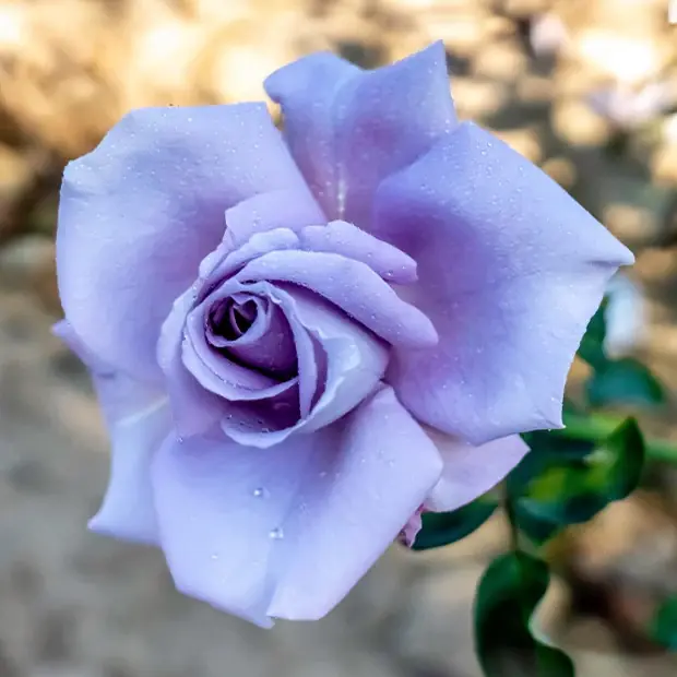 Geprüft Rose ‘Blue Moon’ Rosa lune bleue (blue moon)