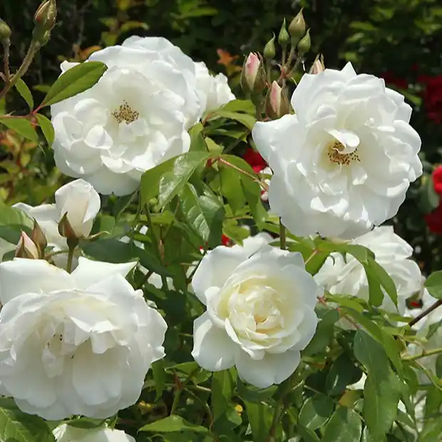 Strauchrose Helga Rosa helga Neuheit