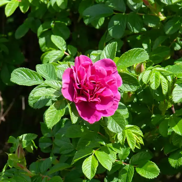 Rugosa-Rose ‘Hansa’ Rosa rugosa Hansa Neue Kollektion