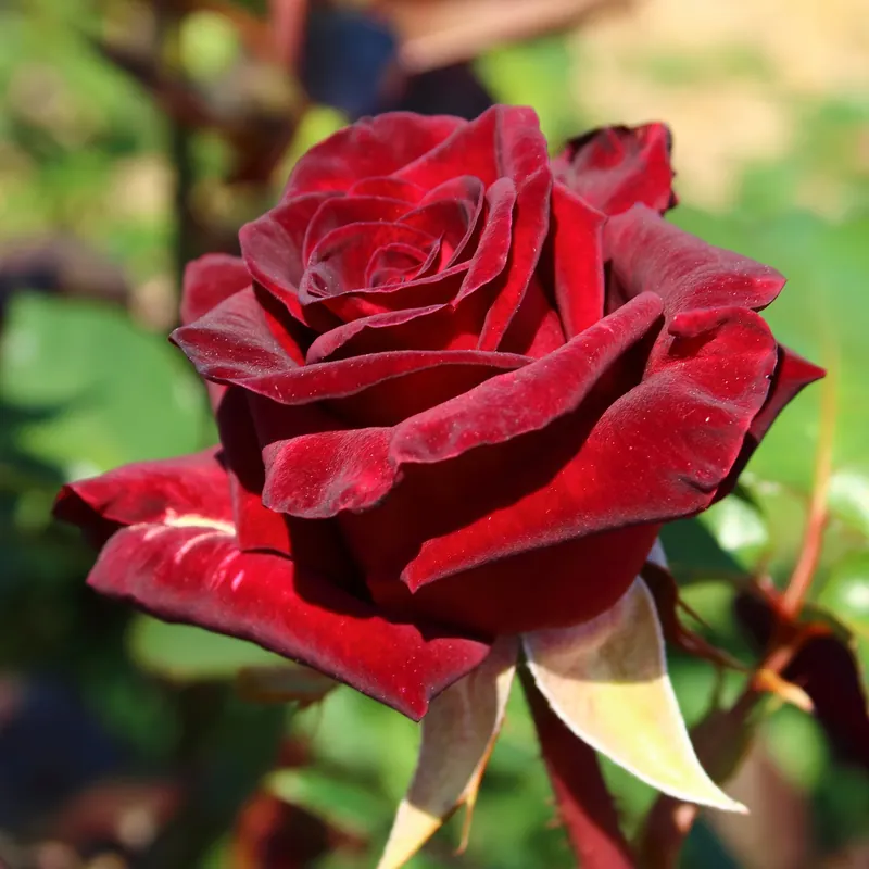 Strauchrose Black Baccara ® Meidebenne Rosa Black Baccara ® Geprüft
