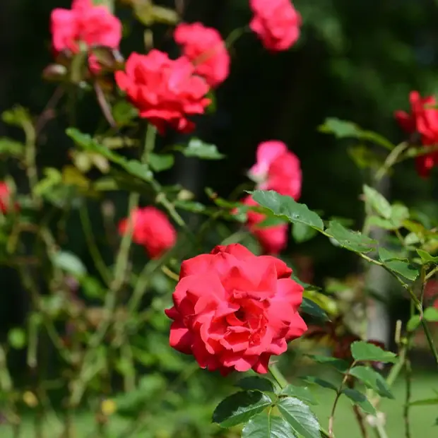 Strauchrose Shalom ® Rosa Shalom Direktkauf