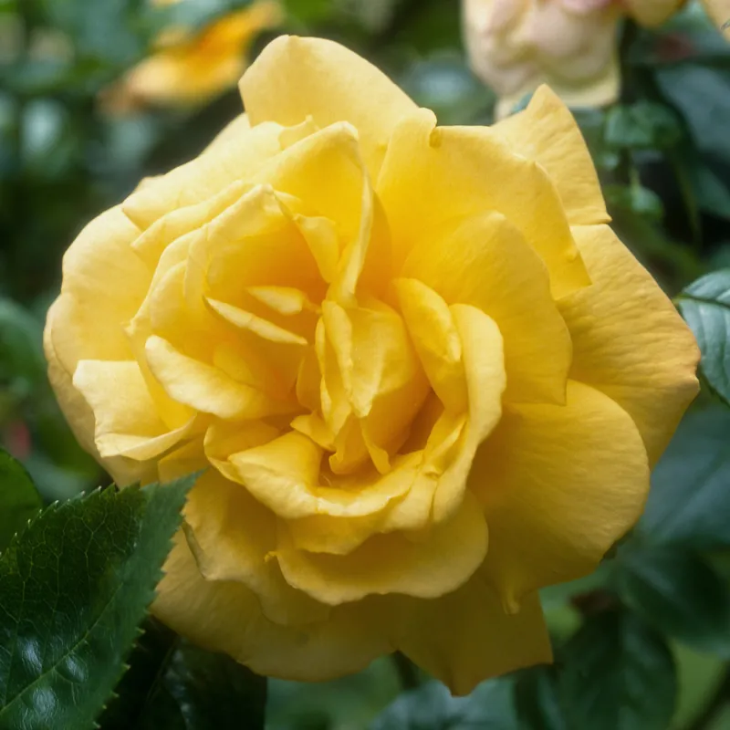 Preisknaller Strauchrose China Town Rosa china town