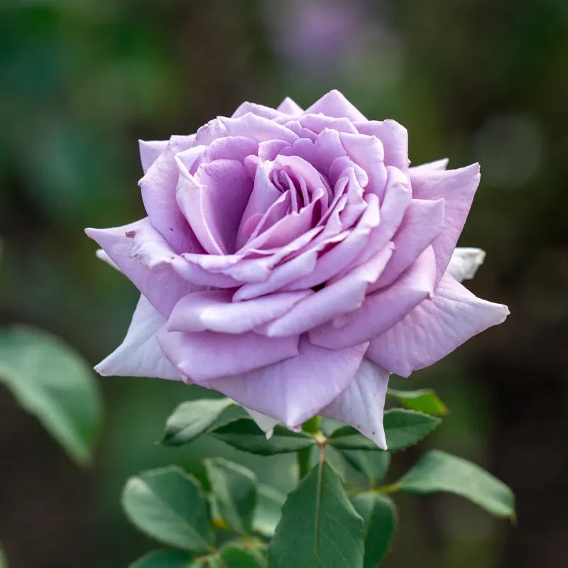 Strauchrose violett Rosa Neu Im Sortiment