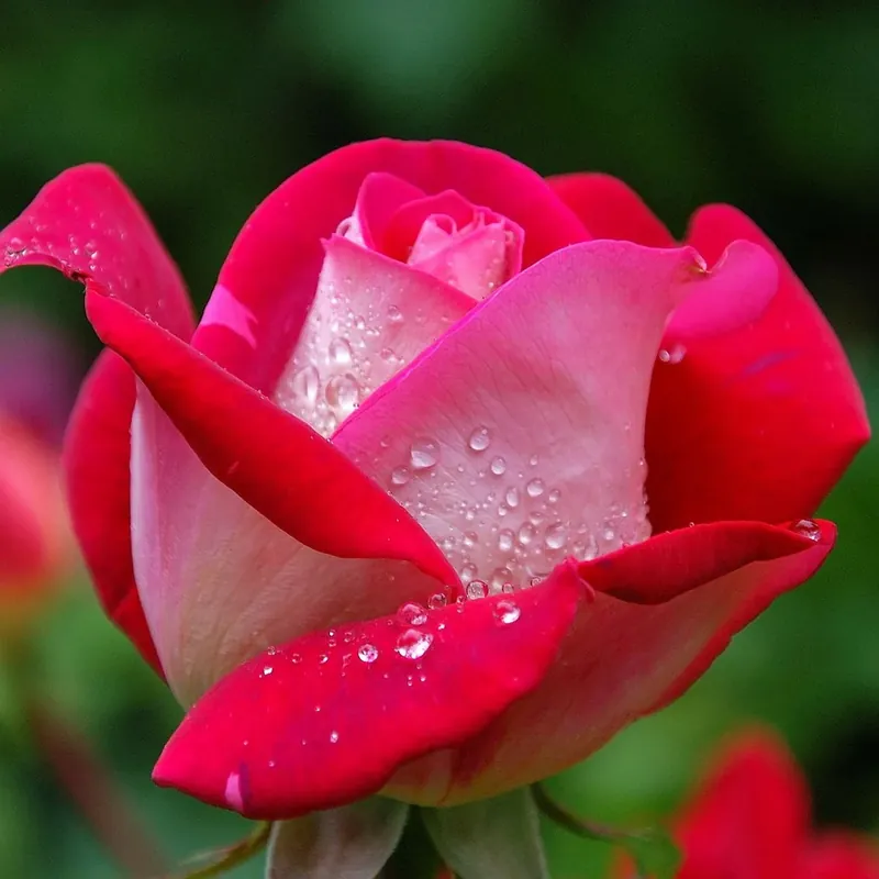 Strauchrose Osiria Rosa Osiria Markenware