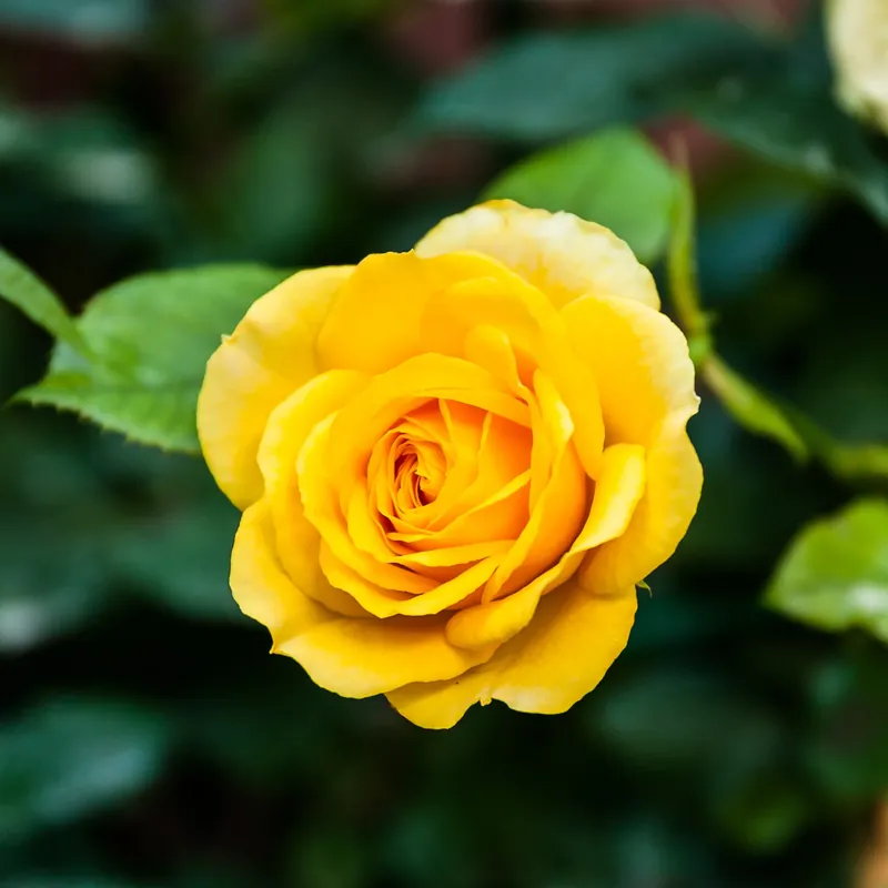 Neu Im Sortiment Rose ‘Hadangel’ Rosa hadangel