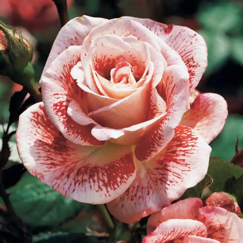Begrenztes Angebot Strauchrose Famosa Rosa Famosa