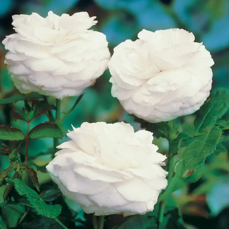 Garantierte Lieferung Strauchrose ‘Boule de Neige’ Rosa boule de neige