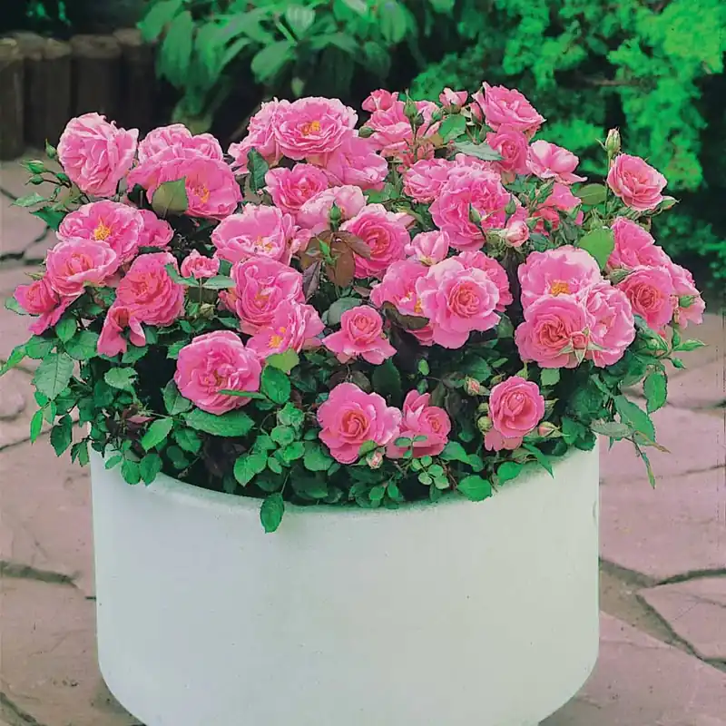 Minirosen ‘Randilla’ rosa (x3) Rosa randilla Abverkauf