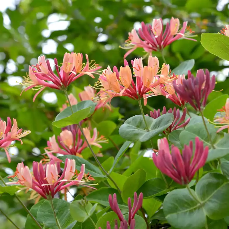 Direktkauf Kletterndes Geißblatt American Beauty Lonicera heckrottii American Beauty