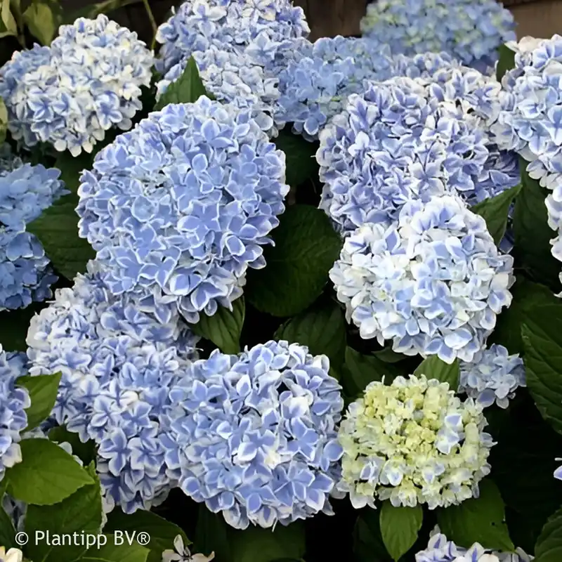 Hortensie Peppermint Hydrangea macrophylla peppermint Highlight