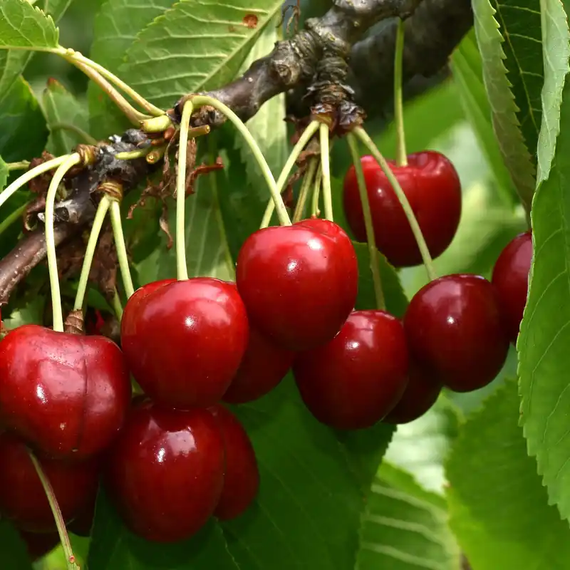 Süßkirsche ‘Summit’ Prunus avium Summit Mega-Angebot