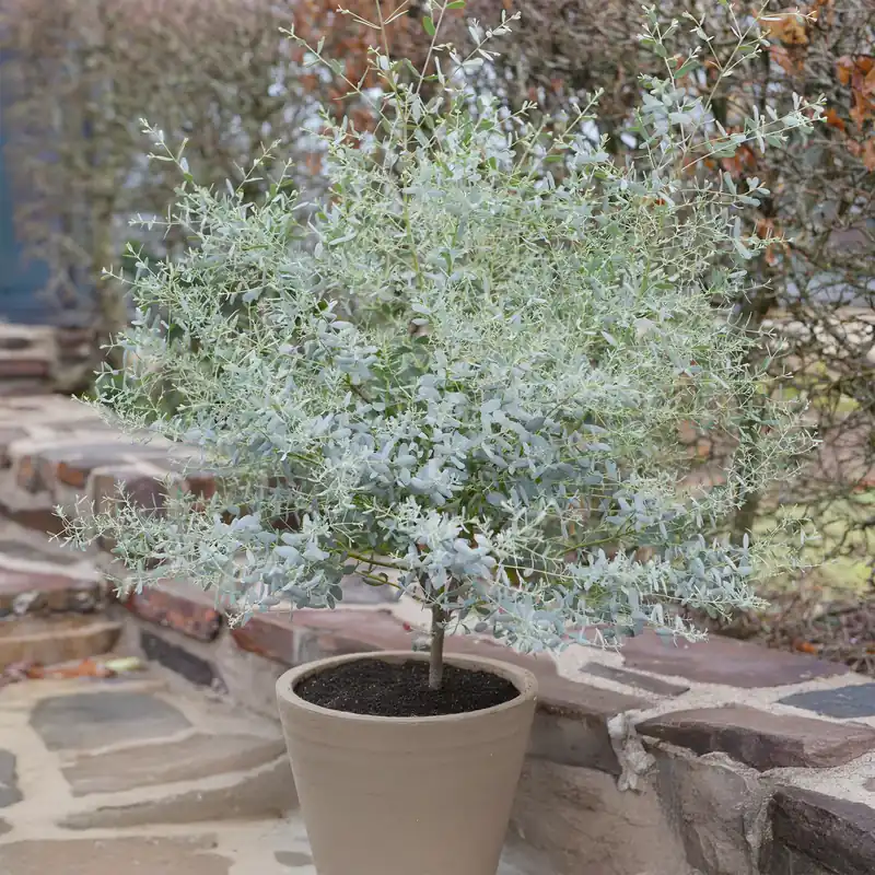 Eukalyptus France Bleu ® Rengun Eucalyptus gunnii France Bleu ® rengun Beliebt
