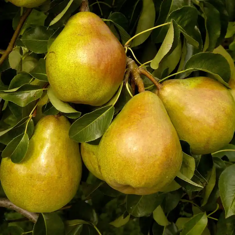 Finale Aktion Birne ‘Doyenné du Comice’ Pyrus communis Doyenné du Comice