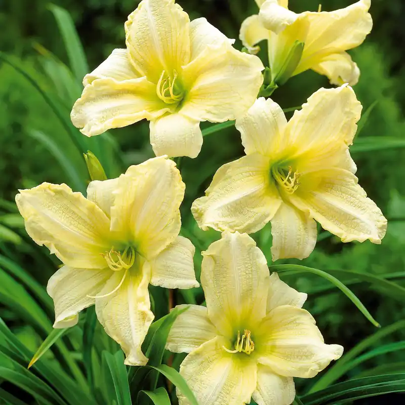 Duft-Taglilien ‘Ice Carnival’ (x2) Hemerocallis ice carnival Kracherpreis
