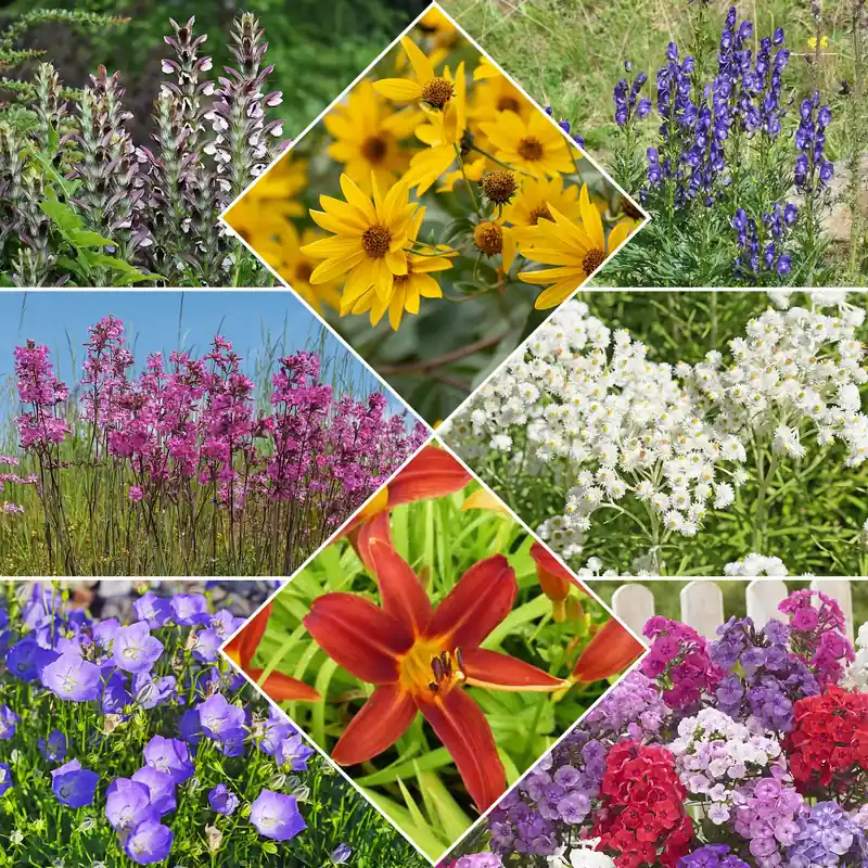 Sommerblumenbeet – Staudenmix (18 Pflanzen) Acanthus mollis, Heliopsis scabra, Aconitum napellus, Phlox paniculata, Hemrocallis Samy Russel, Lychnis viscaria, Anaphalis triplinervis, Campanula carpatica Solange Der Vorrat Reicht