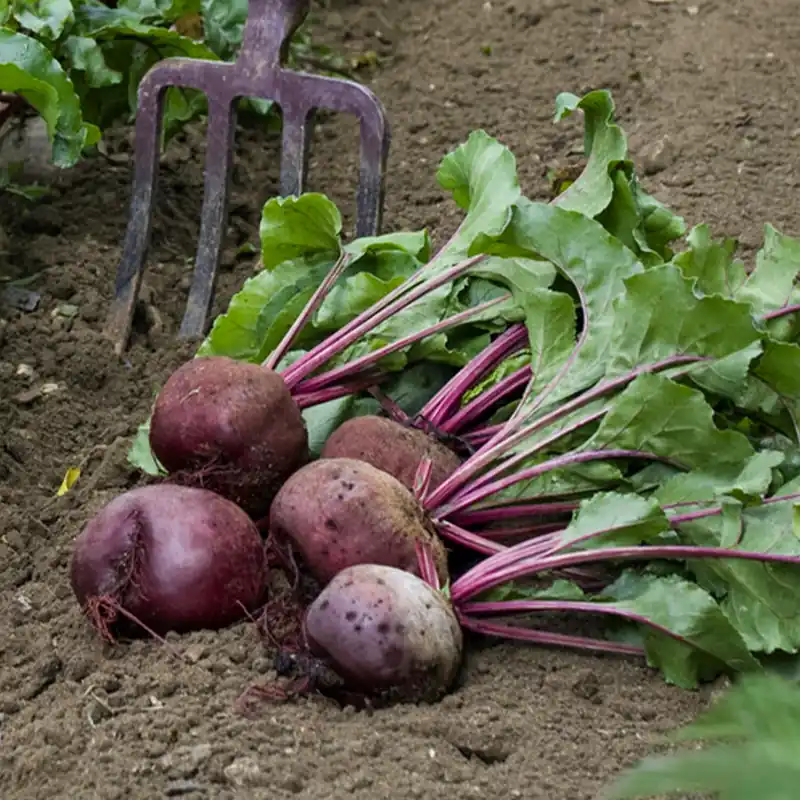 Rote Bete ‘Detroit 5 – Loki’ Beta vulgaris rouge de détroit 5 race loki(25 g) Top-Seller