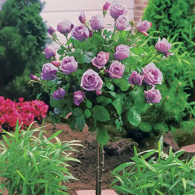 Stammrose Walztime Rosa walztime Super-Preis
