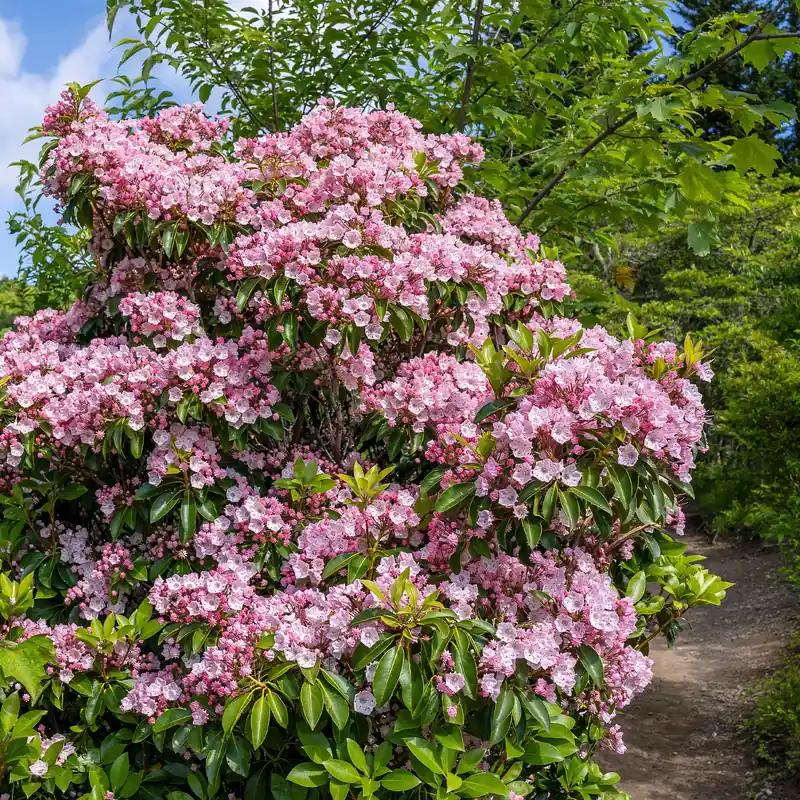 Ausverkauf Berg-Lorbeer Kalmia latifolia