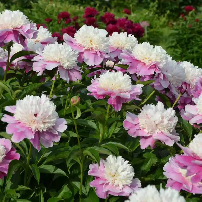 Preisreduziert Pfingstrose Bowl of Beauty Paeonia lactiflora bowl of beauty