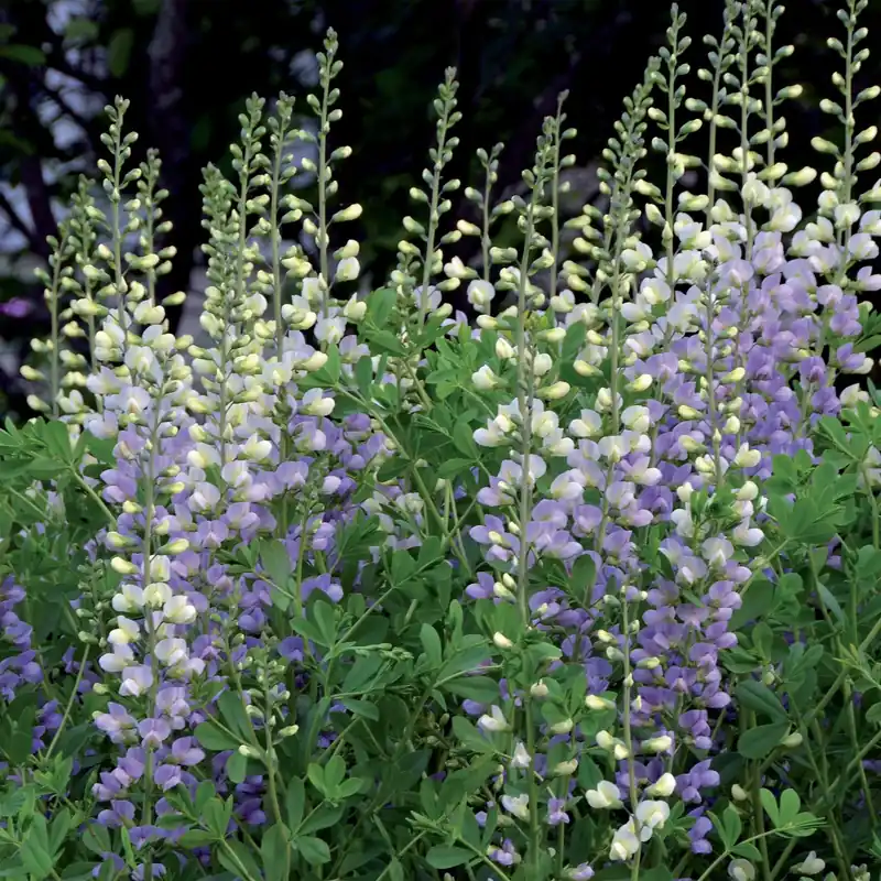 Wochenendangebot Indigolupine Lunar Eclipse Baptisia lunar Eclipse