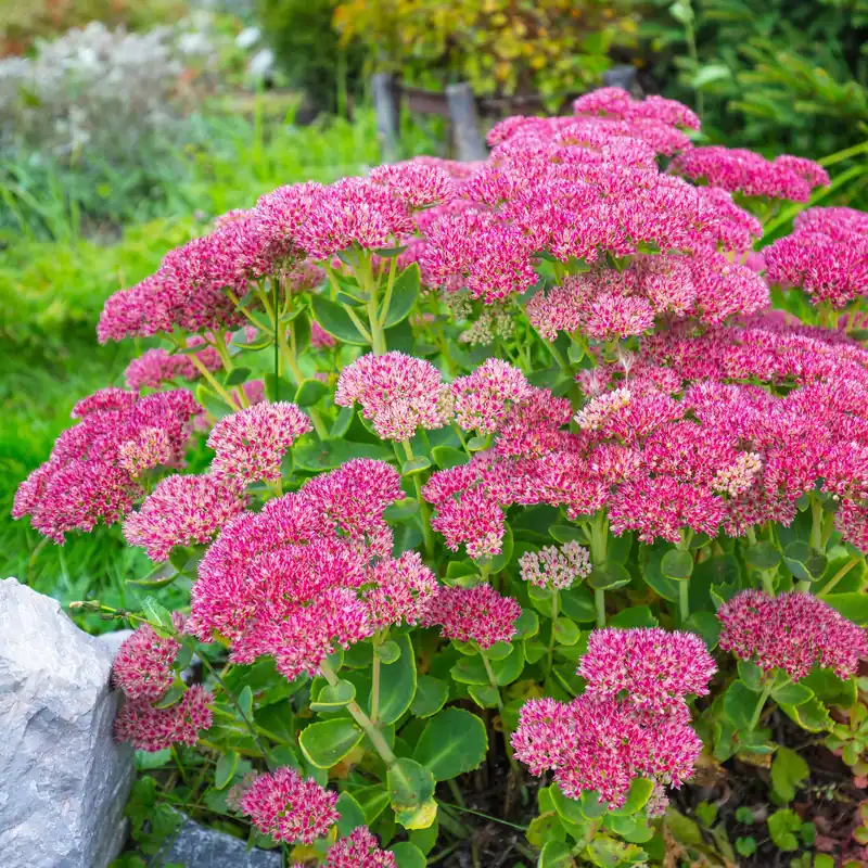 Fetthenne Sedum spectabile Angebot